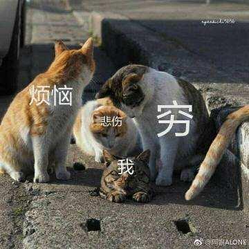 囧哥:想不到吧！这才是真的“小猪佩奇”