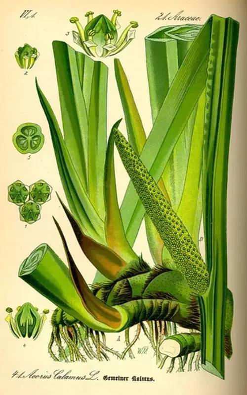 菖蒲图谱