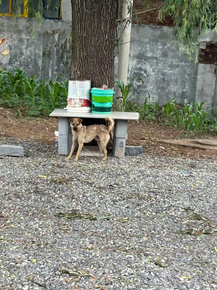 狗主人被反杀妻子后悔闯入对方家中