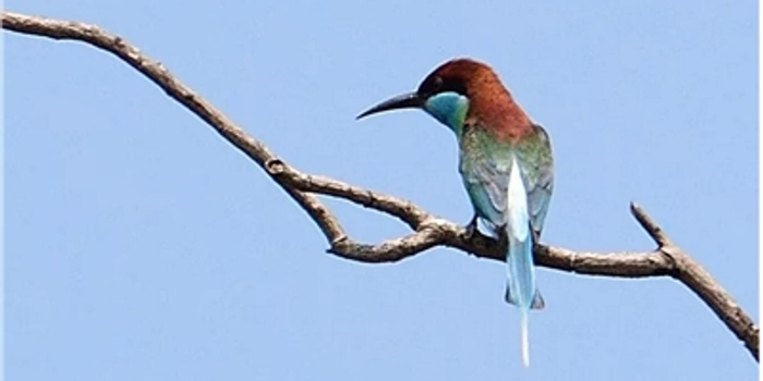 中国最美小鸟图片大全 w700h350z1l10t10329.jpg