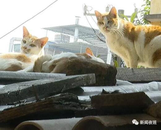 小区内流浪猫接连死亡 居民怀疑有人投毒