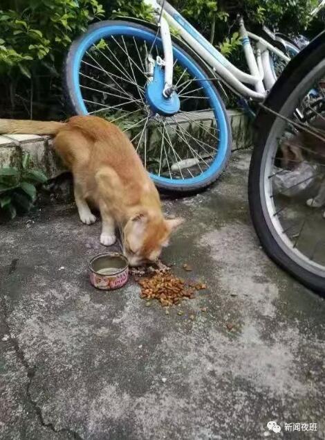 小区内流浪猫接连死亡 居民怀疑有人投毒