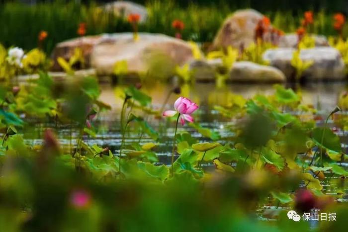 【玩在保山】青华海国家湿地公园，保山人的幸福家园