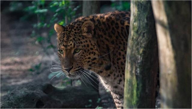 印度“食人豹”被击毙，解剖分析称这只“大猫”吃了15个人