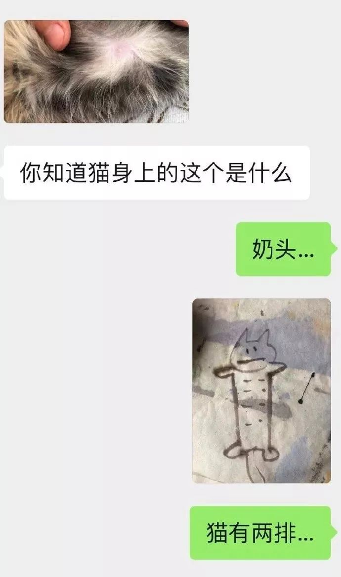 你一公猫长那么多奶头干嘛？？？”