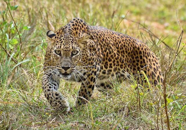 印度“食人豹”被击毙，解剖分析称这只“大猫”吃了15个人