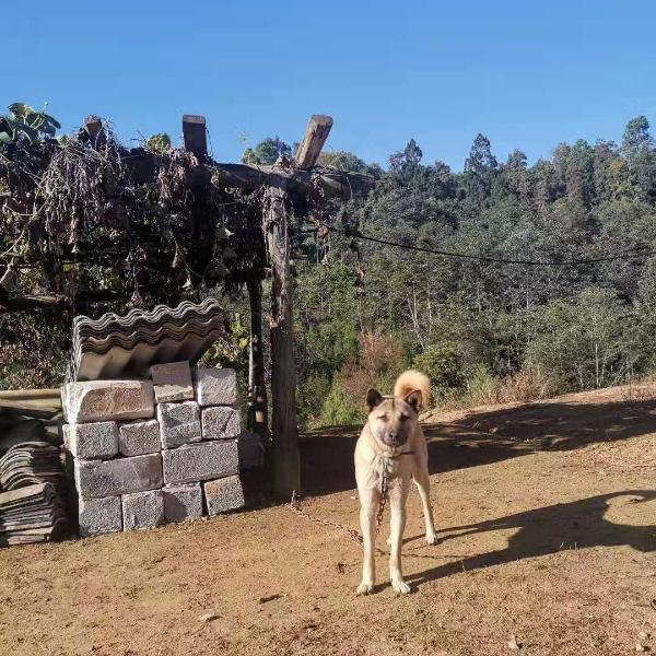 高黎贡山下 “狗鹅护卫队”帮助贫困户脱贫