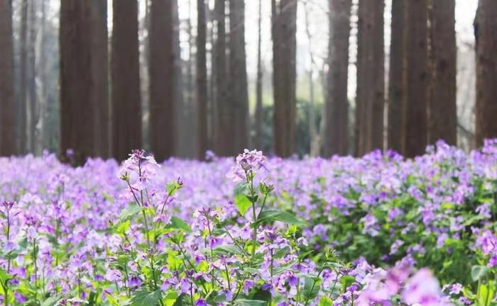 让紫金草将和平的种子广为传播，来听“一朵花的和平故事”