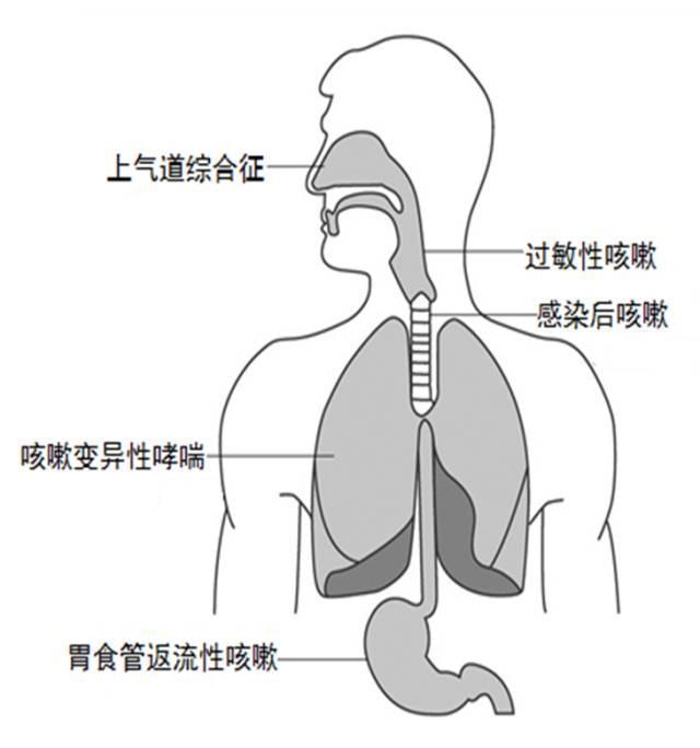 儿科医生：咳咳咳，孩子咳嗽为什么总不好，该怎么办？