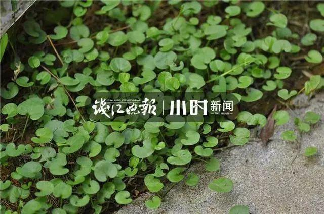 满月宝宝连吐5天，差点被“毒死”！罪魁祸首竟是月嫂喂的茶