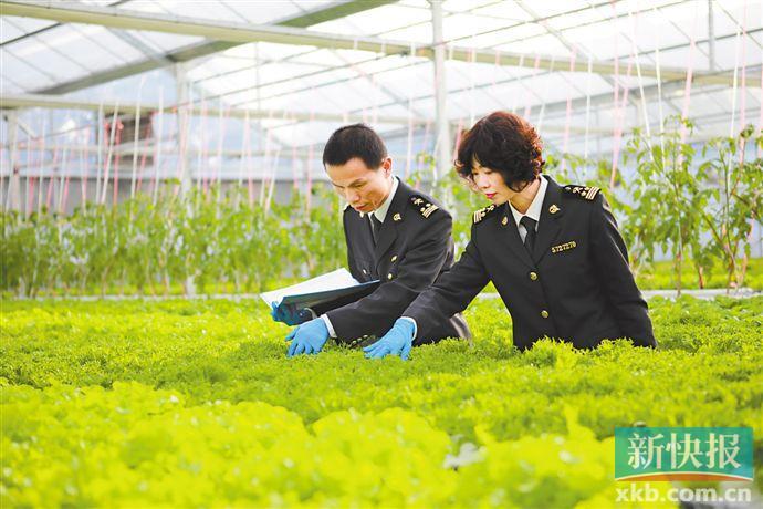 从珠海菜园子到澳门居民菜篮子