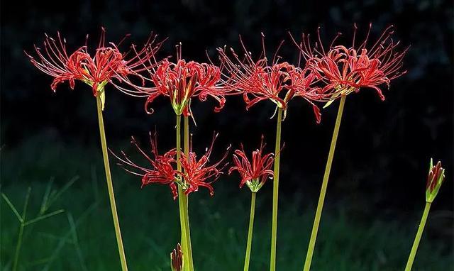 彼岸花，你是一种怎样的花？