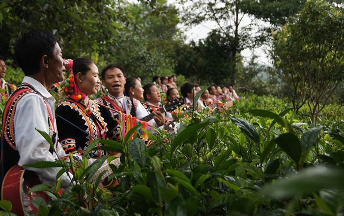 柏联普洱茶庄园：产业扶贫带动茶农增收