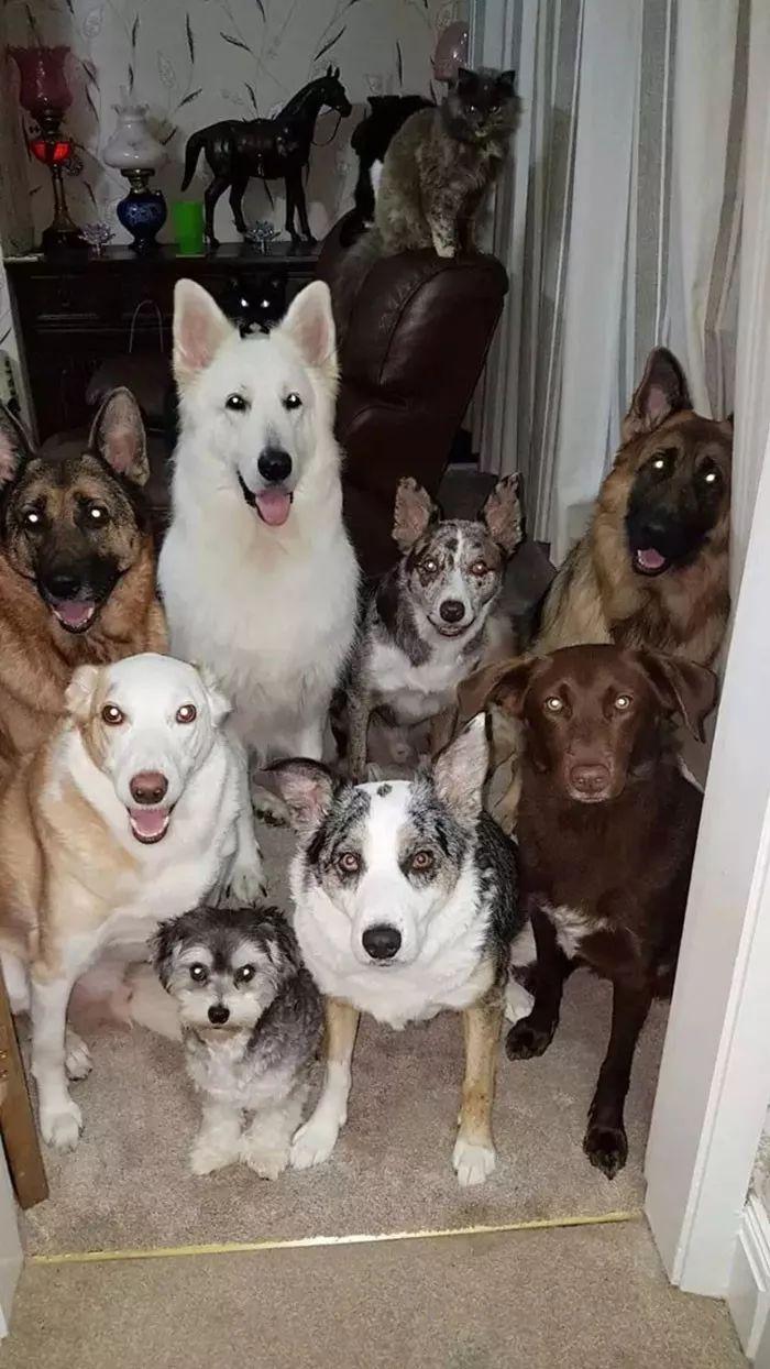 给8条狗和9只猫拍了张完美全家福，网友惊了：这怎么做到的？