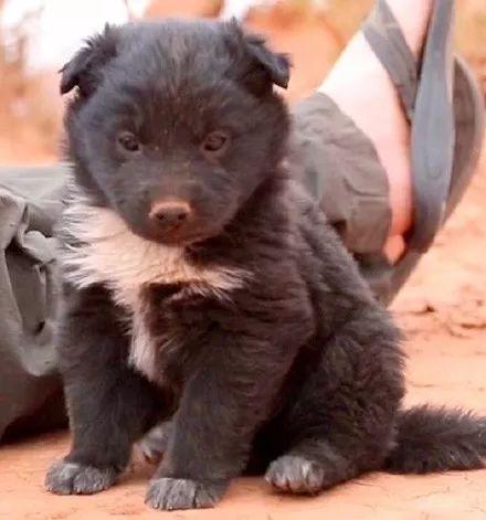 野外捡到一只小黑熊，男子带回家养了几个月后，惊呆了！