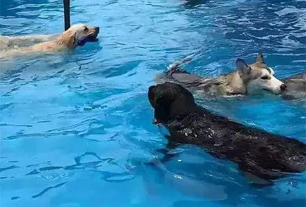 网友带狗子到泳池游泳，没想到接下来看到这些二哈，瞬间笑劈叉了...