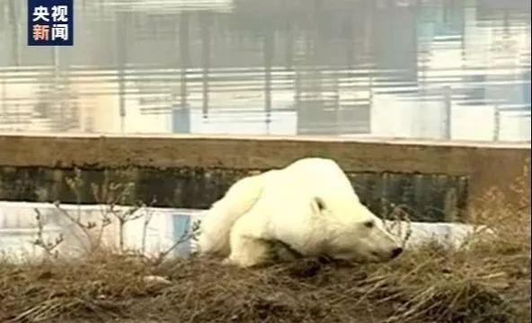 北极熊“组团”造访 但这个画面却让人心疼……