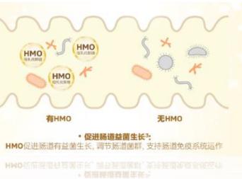 HMO配方:HMO有助于促进益生菌生长,达到肠道内菌群平衡