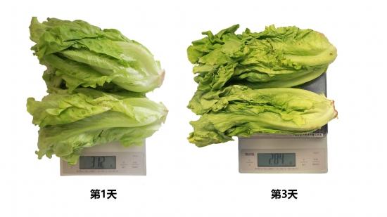 生菜称重对比