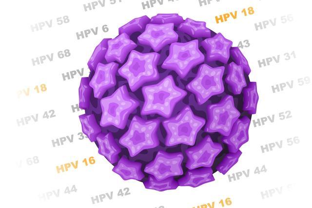 HPV病毒不只与宫颈癌有关，它是如何在我们的身体里繁殖的？