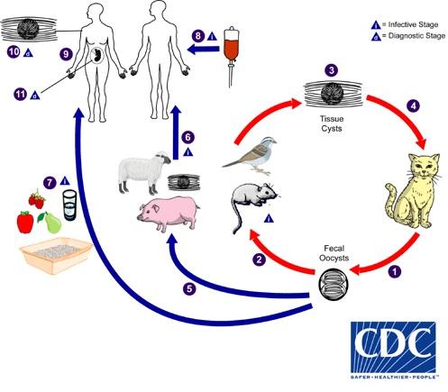 弓形虫生命周期(图自:CDC,via Cnet)