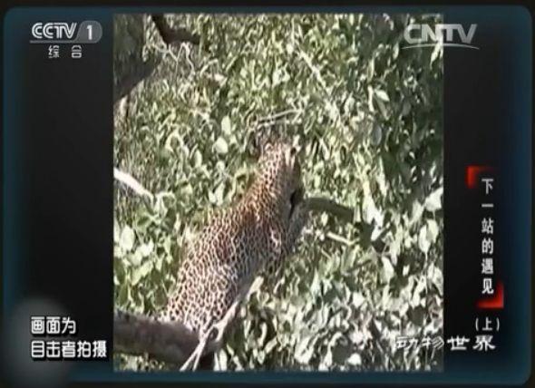 他走了，这档央视王牌的灵魂也没了