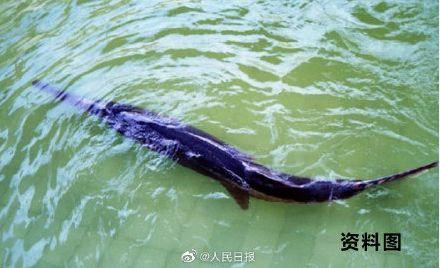 他走了，这档央视王牌的灵魂也没了