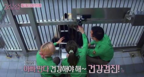 ▲ 韩国艺人触摸成年大熊猫画面