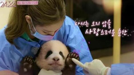 ▲ 韩国艺人搂抱大熊猫幼崽