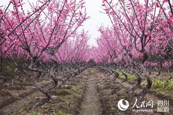 都江堰青城山“景上添花” 天府观花又添新地标