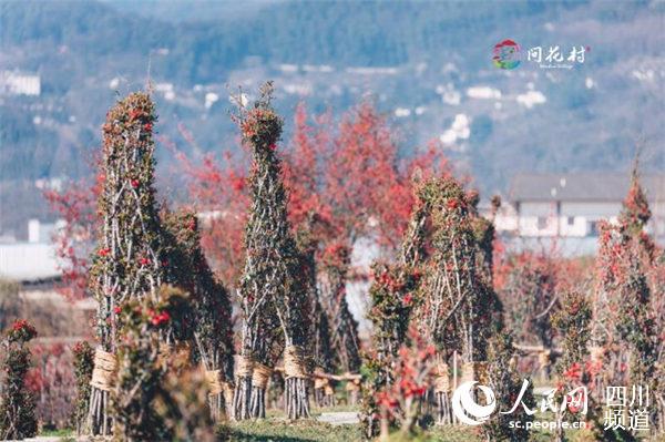 都江堰青城山“景上添花” 天府观花又添新地标