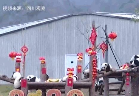 20只熊猫宝宝集体亮相拜年，场面十分壮观且一度混乱