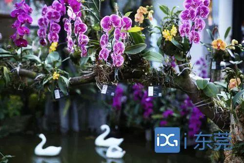 东莞植物园“打卡”必看！春节有这些亮点别错过~