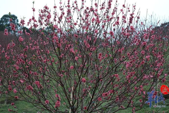 一起来走“桃花运”！从化锦洞桃花节开门迎客啦