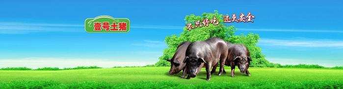 壹号食品（湛江）土猪产业园：科学规划现代畜牧循环生态农业 2020年产业园农业总产值将达到13亿元