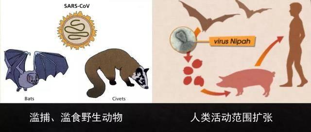 紫鲸大讲堂：野生动物病毒是如何传染给人的