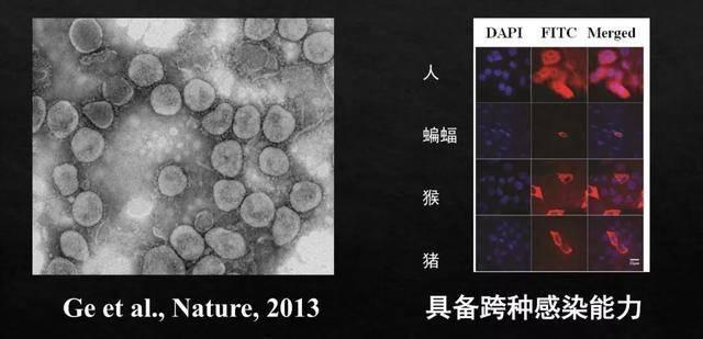 紫鲸大讲堂：野生动物病毒是如何传染给人的