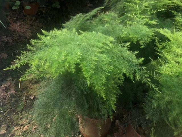 喜欢养花的女生,就养“4类花”,皮实好养,漂亮耐看,开花爆棚