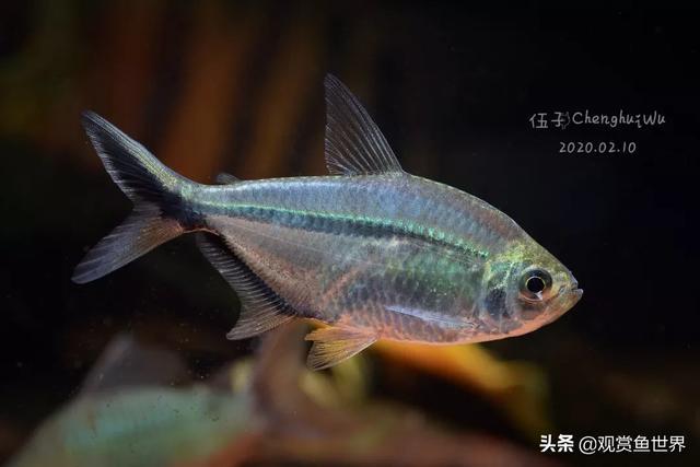 素雅之鱼，聊聊黑尾大勾，观赏鱼世界，发掘水族之美