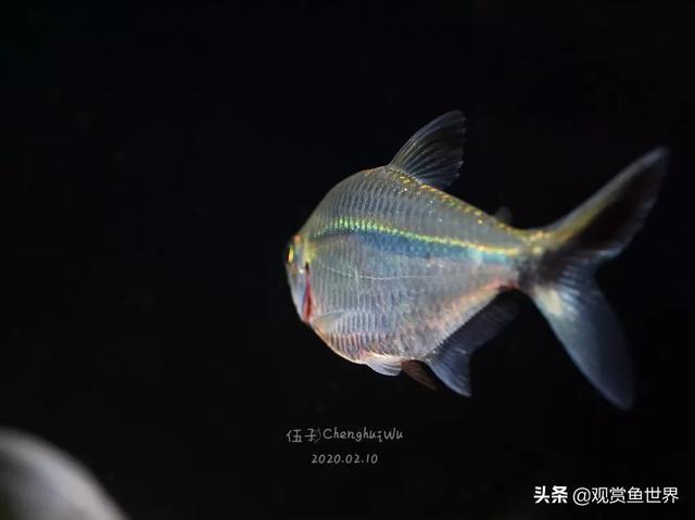素雅之鱼，聊聊黑尾大勾，观赏鱼世界，发掘水族之美