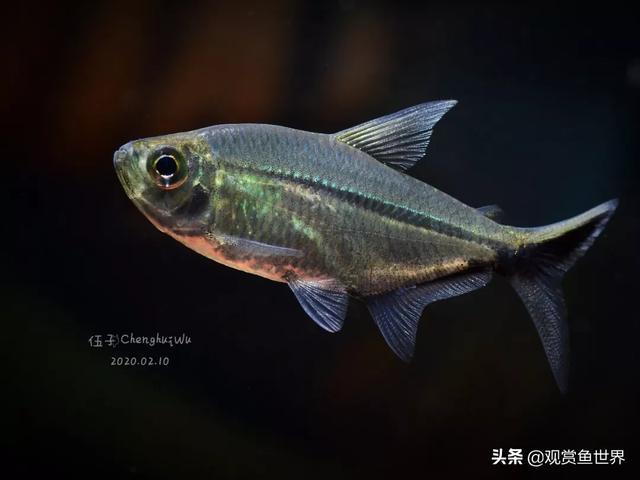 素雅之鱼，聊聊黑尾大勾，观赏鱼世界，发掘水族之美