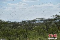 蝗灾肆虐 数十年罕见：东非多国遭大量蝗虫入侵（视频）
