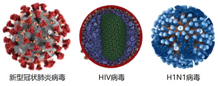 图1 新型冠状肺炎病毒、HIV病毒、H1N1病毒模型(来源见文末)。