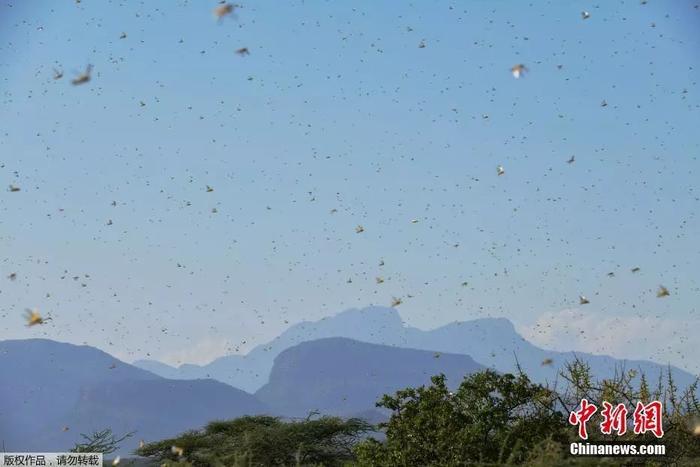 4000亿只蝗虫快速逼近中国！政府曾派3万只鸭子坐飞机去灭蝗…