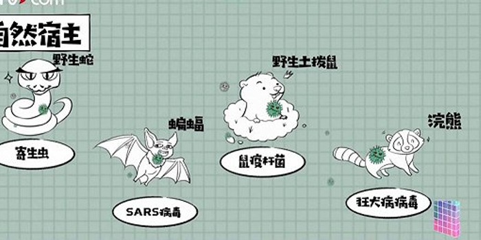 毒性排名_世界蜘蛛毒性排名(3)