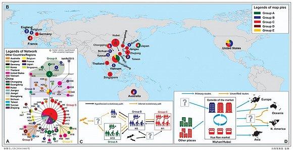 (图 | 新型冠状病毒 58 种单倍型的演化关系和地理分布格局(A,B),单倍型之间的可能演化关系(C),以及新型冠状病毒的可能传播和扩散路线(D);A 和 B 圆圈中的数据是样本数量(来源:郁文彬)