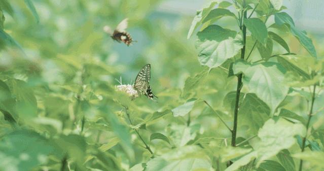 本草纲目：野生动物肉类容易染上疾病