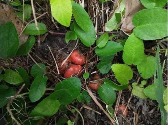 南方一种“野地瓜”，成熟后果子味甜，藤蔓能编筐篓，你见过吗？