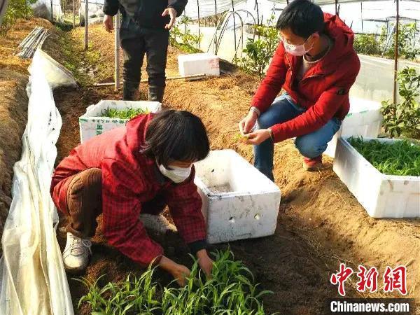 图为:台州市科技特派员在育苗棚里检查苗情。天台县白鹤镇供图