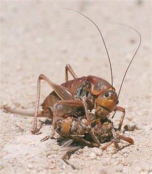 相食的摩门蟋蟀 图片来源:nature